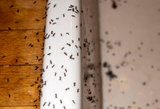 Best Exterminator Services  in Shannon Hills, AR