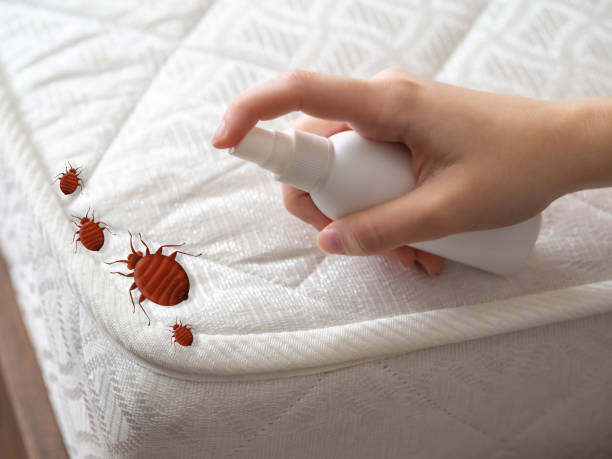 Flea Control Services in Shannon Hills, AR